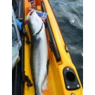 2kg Kahawai On Chomp 21 April 2012 005